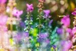Up the Garden Path