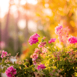 The Garden Variety