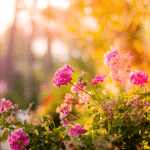Garden Variety
