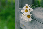 Designation of Funeral Re…