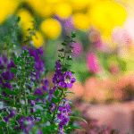 In Full Bloom